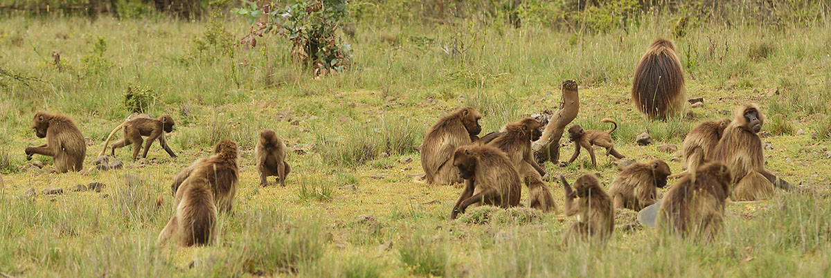 Gelada Baboon troup (Theropithecus gelada) feeding