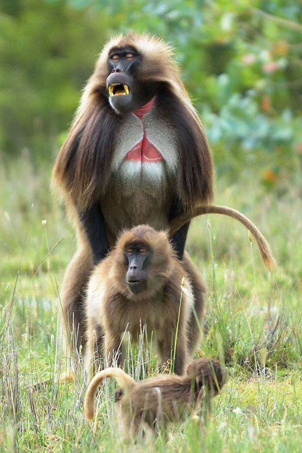 Gelada Baboons (Theropithecus gelada) mating