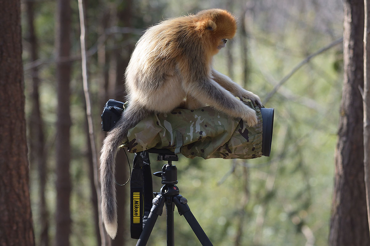 Golden Snub-nosed Monkey on a camera (Rhinopithecus roxellana)