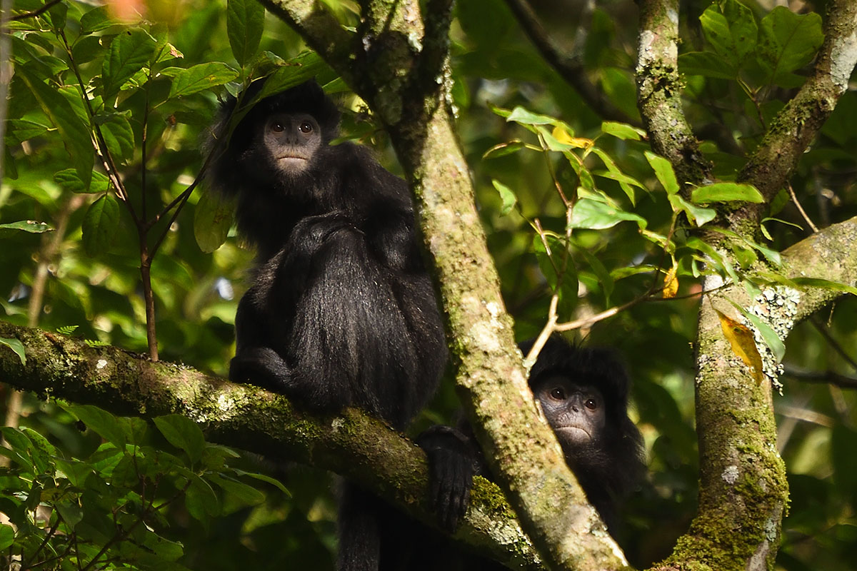 Javan Langurs (Trachypithecus auratus) in Gunung Gede
