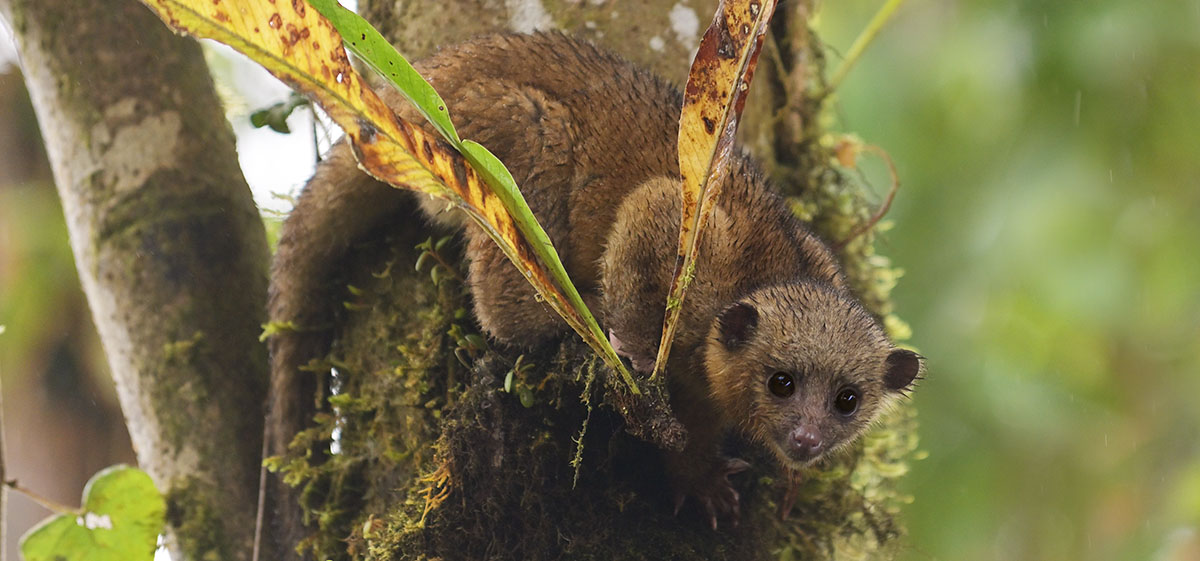 Kinkajou (Potos flavus) in the cloud forest