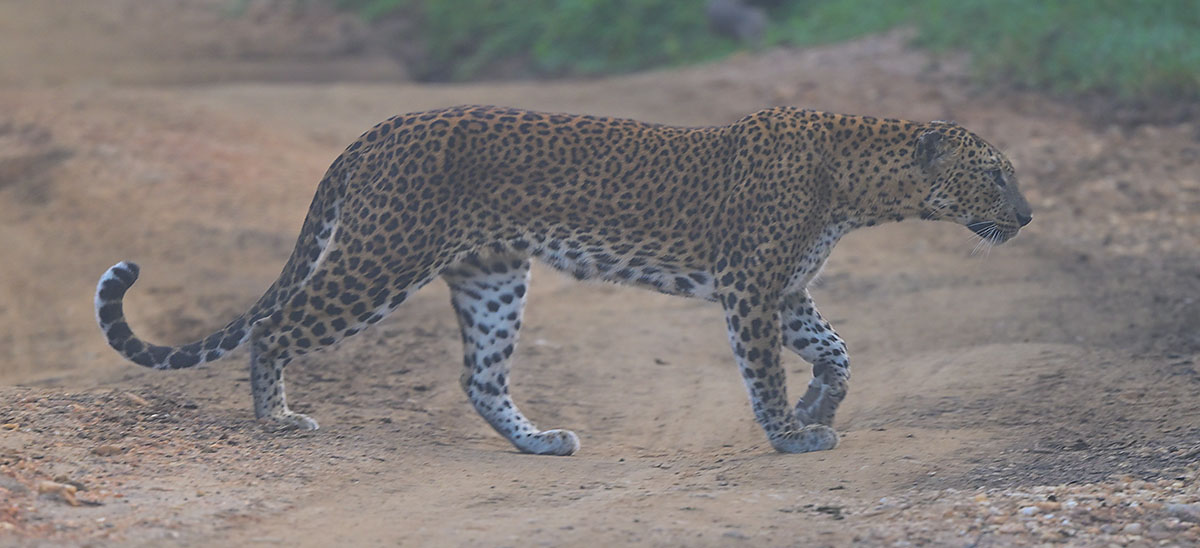Leopard (Panthera pardus) in Yala NP