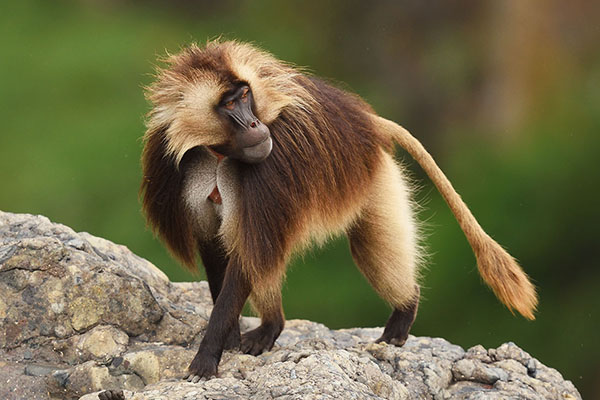 Male Gelada Baboon (Theropithecus gelada)