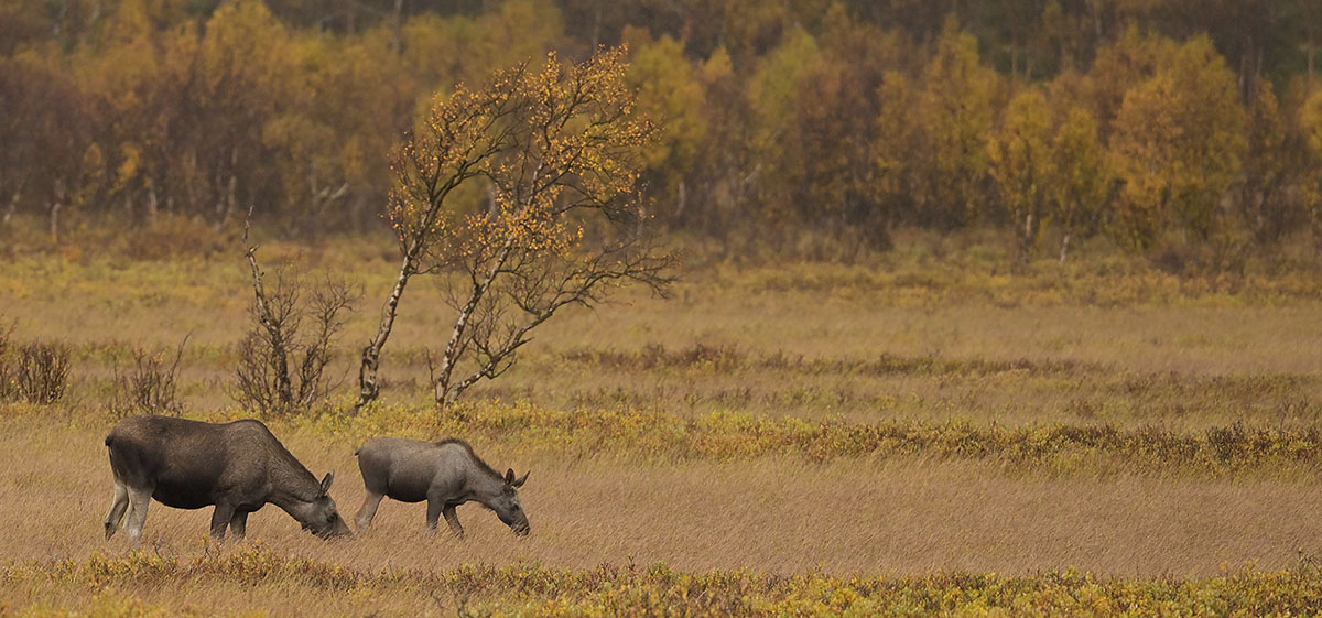 Mother and calf moose (Alces alces) grazing