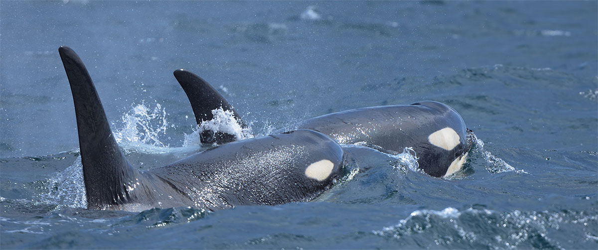 Pair of Orca (Orcinus orca) in the Pacific Ocean