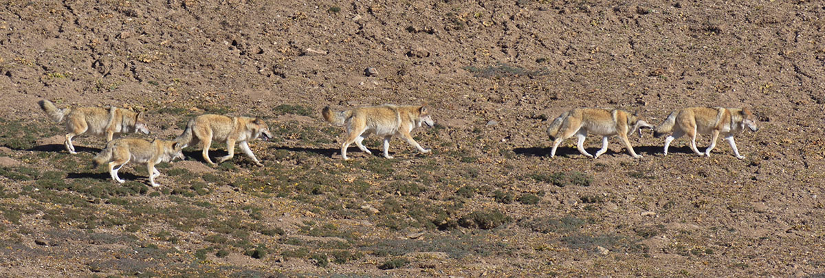 A pack of wolves (Canis lupus)