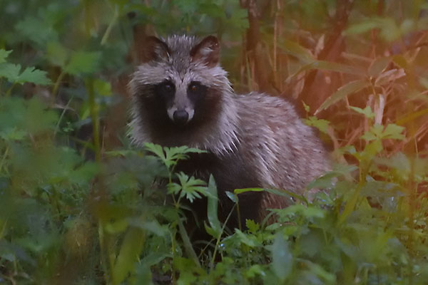 Raccoon Dog (Nyctereutes procyonoides) in Japan