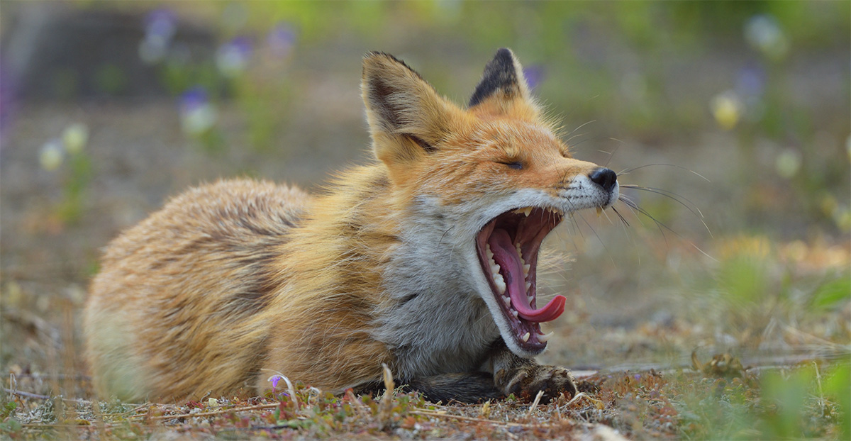 Red Fox (Vulpes vulpes) on Hokkaido