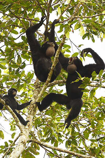 Siamang family (Symphalangus syndactylus) in the rainforest