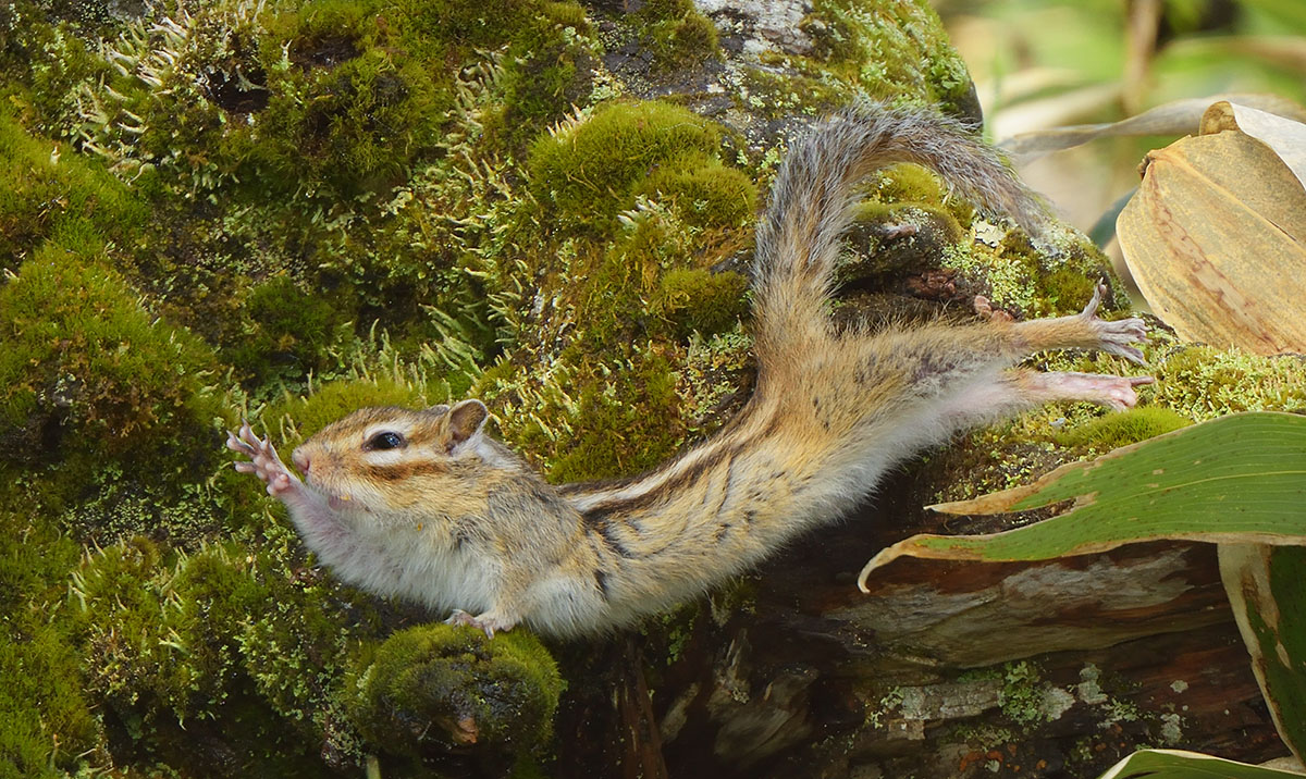 Siberian Chipmunk (Eutamias sibiricus) leaping