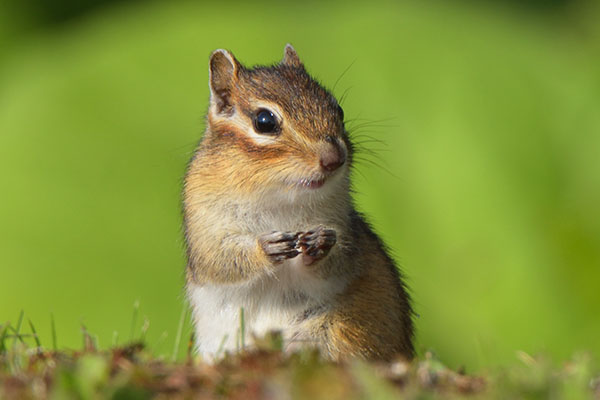 Siberian Chipmunk (Eutamias sibiricus) on Hokkaido