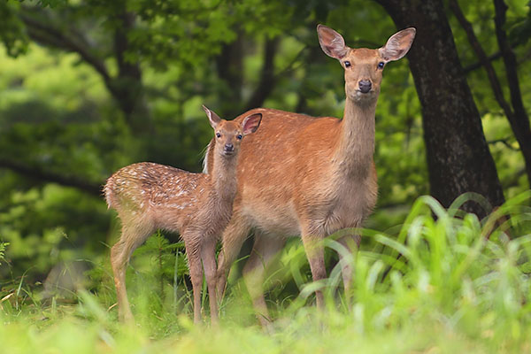 Mother and fawn Sika Deer (Cervus nippon) on the Shiretoko Peninsula