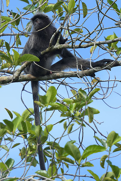 Silvery Langur (Trachypithecus cristatus) in the rainforest