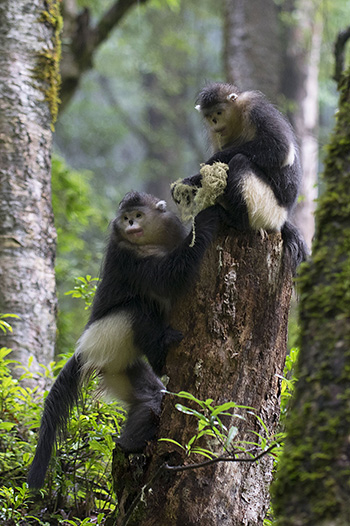 Snub-nosed Monkeys fighting over lichen (Rhinopithecus bieti)