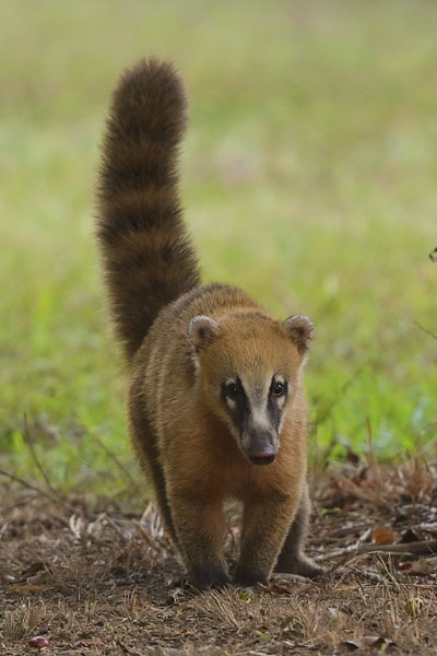 South American Coati (Nasua nasua) in Vale Natural Reserve
