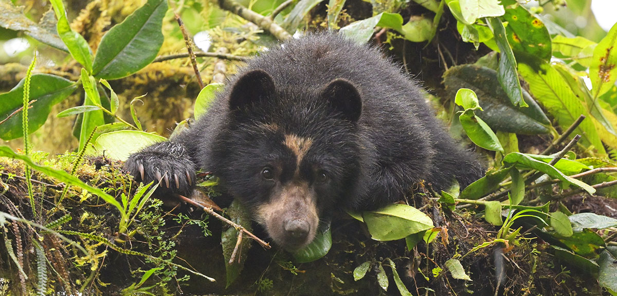 Young Spectacled Bear (Tremarctos ornatus) in the cloud forest