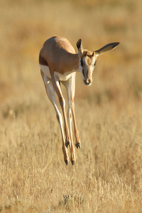 Springbok Chewing Wildlife of the Northern Cape, South Africa