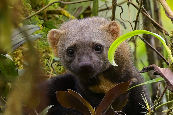 Tayra (Eira barbara)in the cloud forest