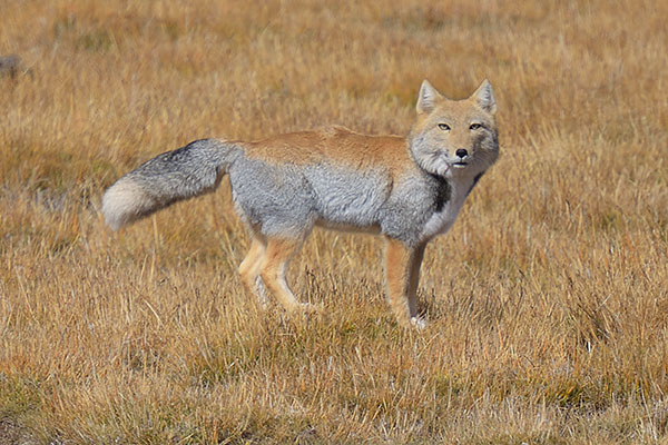 Tibetan Fox (Vulpes ferrilata)