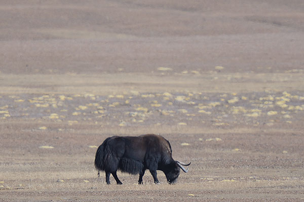 Wild Bull Yak(Bos grunniens)