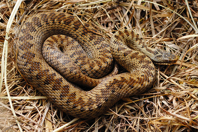 Adder (Vipera berus) at Parc Slip Nature Reserve