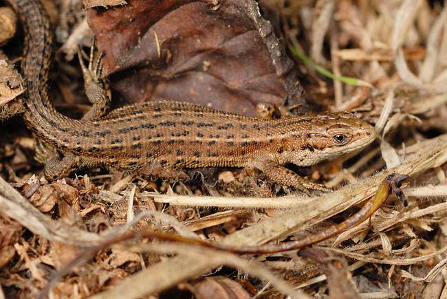 Adult Common Lizard (Zootoca vivipara) at Parc Slip Nature Reserve