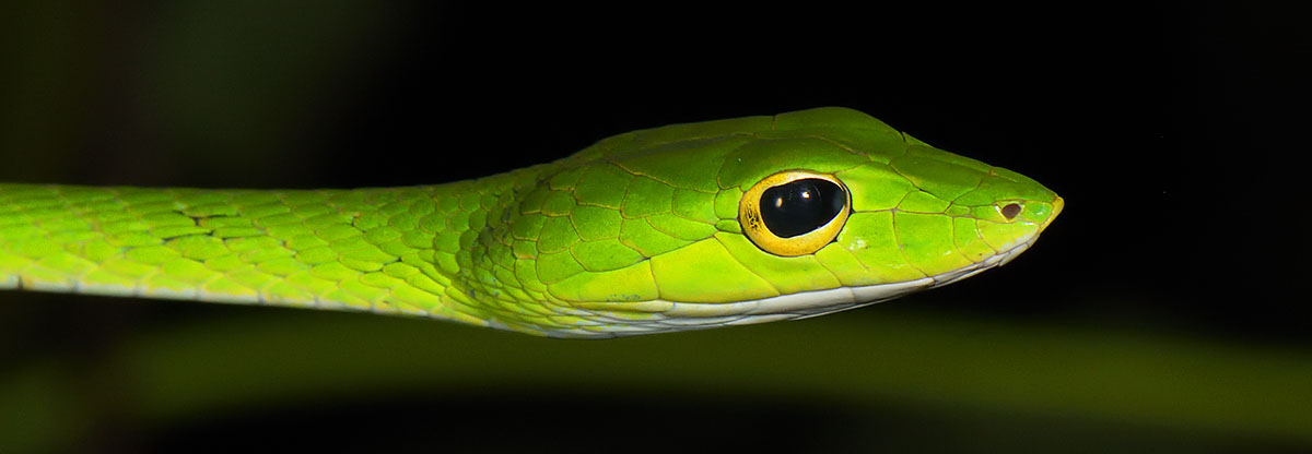 Malayan Vine Snake (Ahaetulla mycterizans) in Sumatra