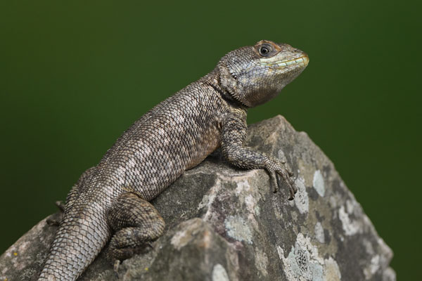 Neotropical Larva Lizard (Tropidurus hispidus) in Chapada Diamantina National Park