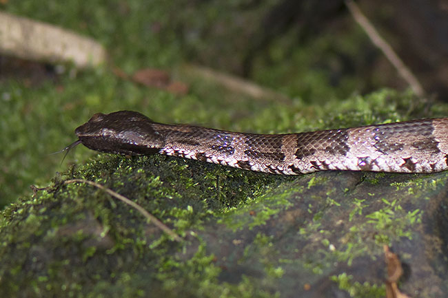 Okinawan Habu Snake (Trimeresurus flavoviridis) in Okinawa, Japan