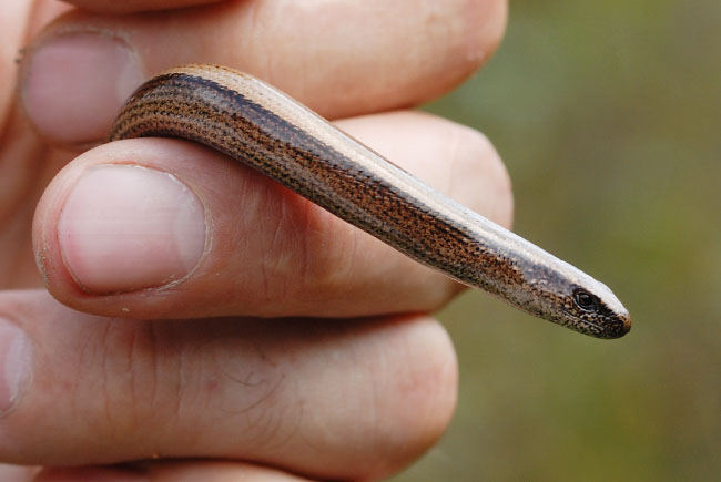 A female Slow-worm (Anguis fragilis) being held